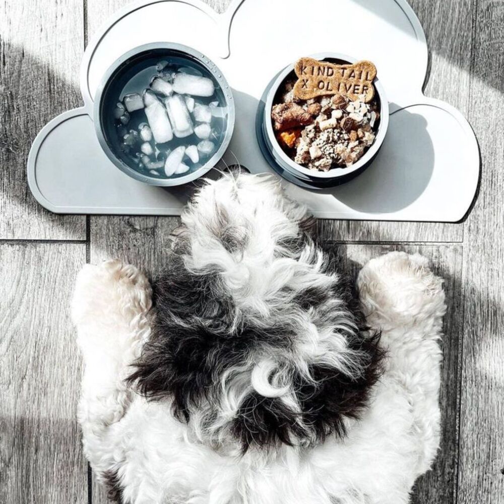 KindTail -  20 fl oz Portable 2pc Dog Bowl Set - S -  Spruce - Picture 6 of 7